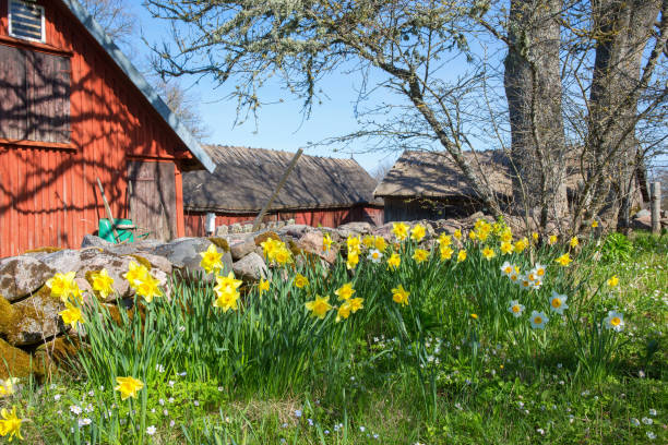 Flowering daffodil flowers at a farm in spring