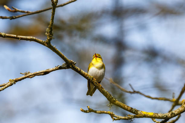 istock Wood Warbler singing in the spring from a branch 1387075112