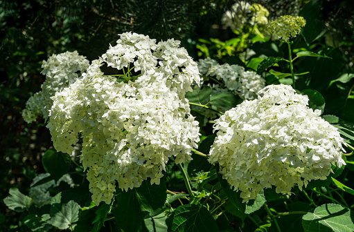 Close-up of inflorescences of white treelike hydrangea against background of natural darkness of greenery. Place for your text.