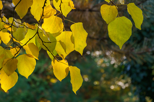 Oak leaves in summertime