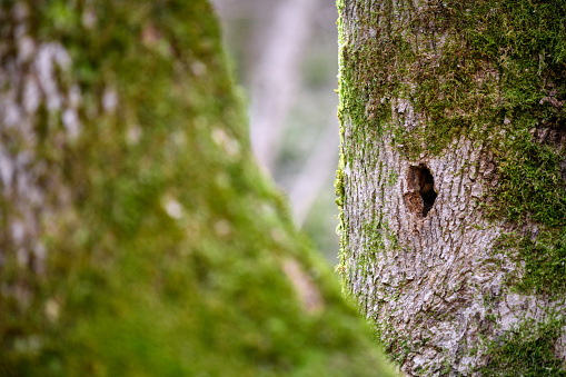 Italian Alps, Piedmont, Valsesia: Hole in tree trunk, squirrel or bird nest