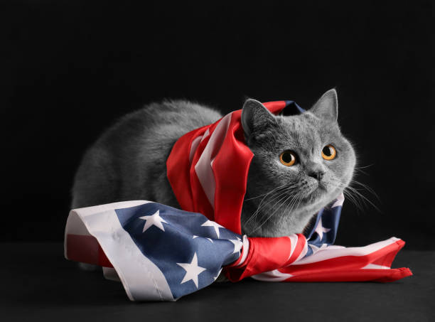 istock Cat and USA flag on isolation 1387078143