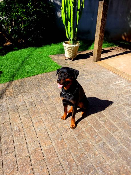 istock Dog in the sunlight 1387079459