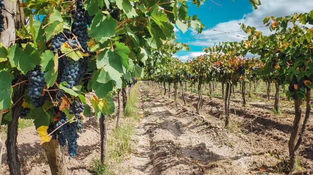 Parral of fine grapes, in Mendoza, Argentina. Upright photo.