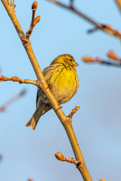 istock European Serin perched on a tree branch 1387080231