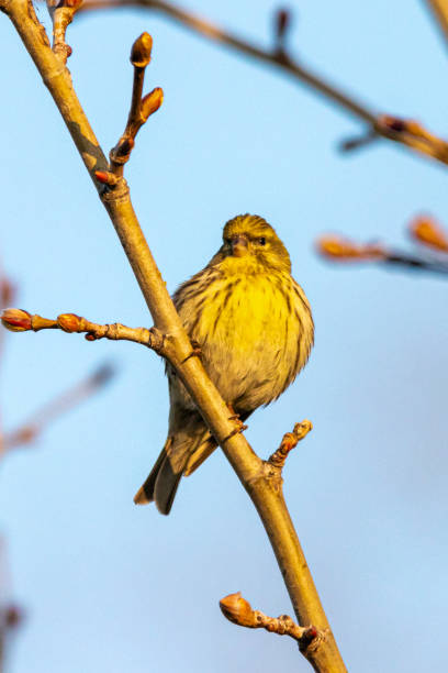 istock European Serin perched on a tree branch 1387080236