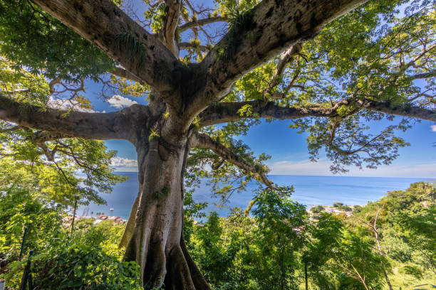 Saint-Pierre, Martinique, FWI - The Fromager tree over the city Saint-Pierre, Martinique, FWI - The Fromager tree over the city ceiba tree photos stock pictures, royalty-free photos & images