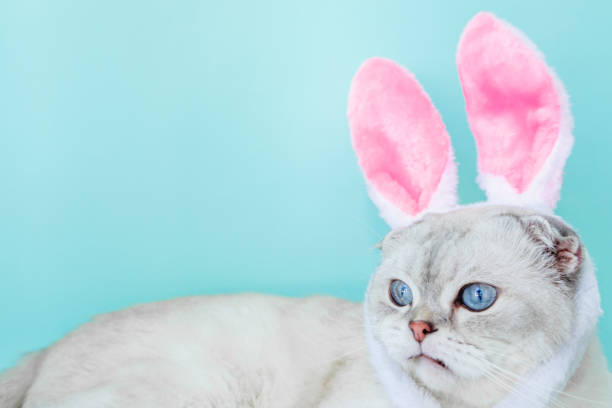 istock Scottish cat with rabbit ears on a blue background and space for text 1387083234