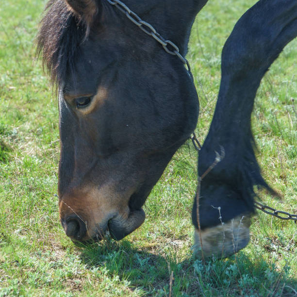 istock A horse grazes in a meadow and eats green grass 1387083619