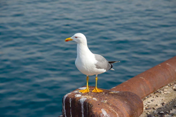 istock Seagull on the mediterranean sea 1387086741