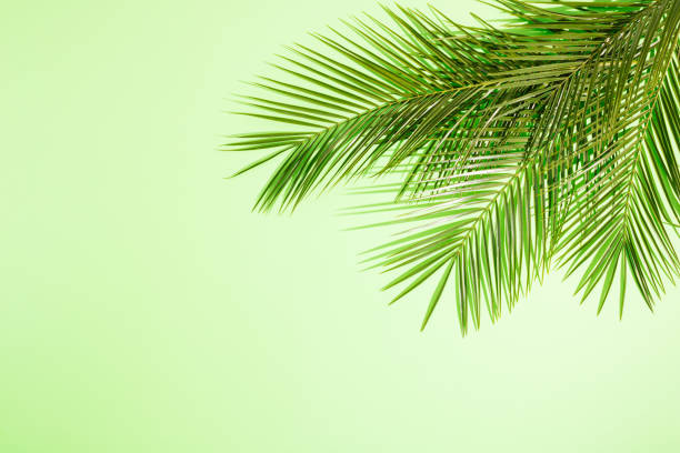 istock Summer green palms with shadows against gradient green background. Minimal top view concept. Creative sunny backdrop with negative space. 1387087008