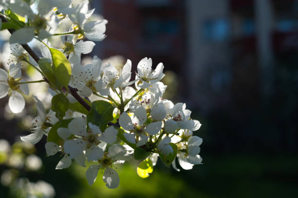Tree branches with Blossoms of wild plum. Spring white flowers on a tree with green leaves on a dark background.