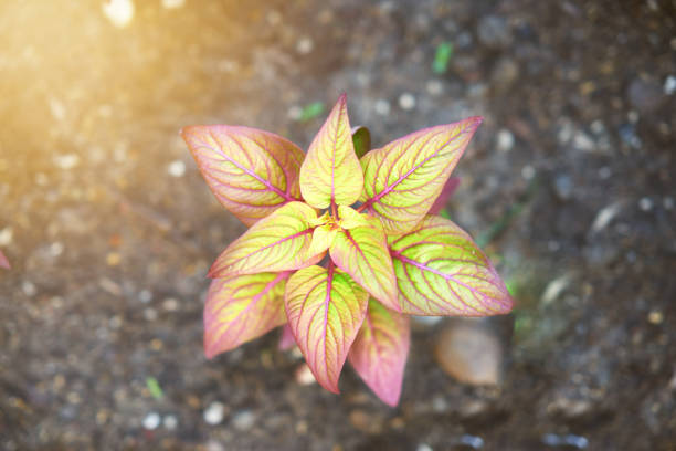 istock yellow plant top view with sun 1387087558