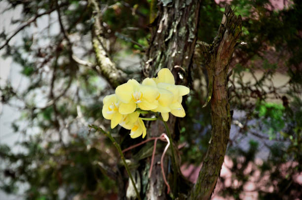 Stuck on the trunk of the tree a beautiful yellow phalaenopsis orchid