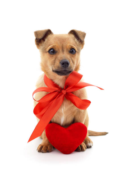 istock One little dog with a red heart. 1387090697
