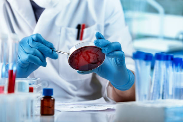 doctor working and examining cultures in petri dishes in the microbiology lab - bacterial mat stockfoto's en -beelden