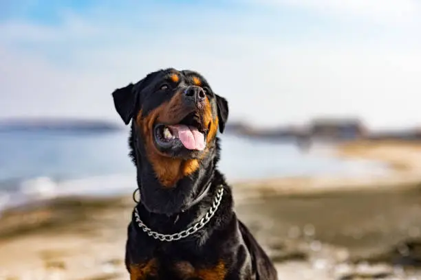 A beautiful proud big dog of the Rottweiler breed sits on a sandy beach against the backdrop of a stormy sea, and looks into the distance