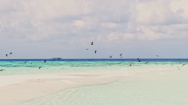 Flock of seabirds flying over sandbar