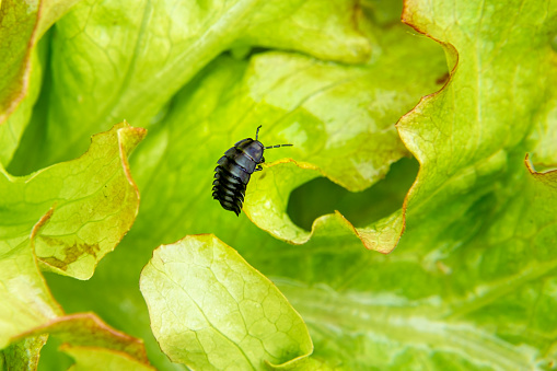 predatory black and ugly gravedigger beetle larva runs through the leaves in search of prey - a slug, selective focus