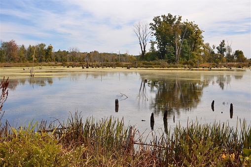 Enjoy the vast variety of plant life, wildlife, swamps, and views fo this unique ecoenvironment.