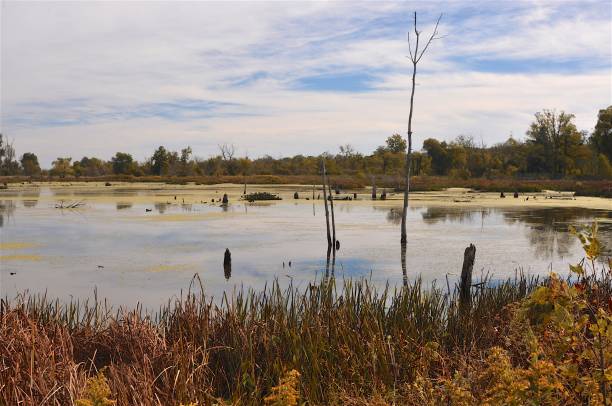 istock Indiana Dunes State and National Parks 1387095246