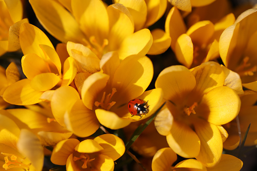 Ladybug on spring yellow crocus