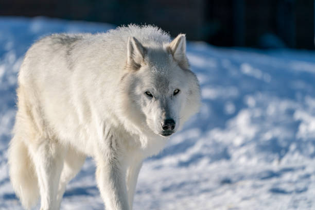 istock White Wolf in the snow CAPTIVE 1387096380