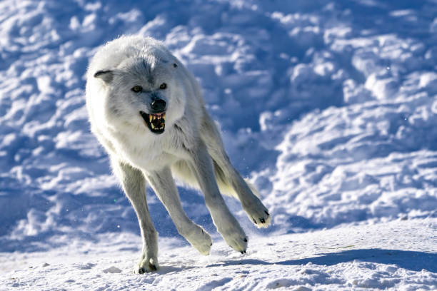 wolf in the snow