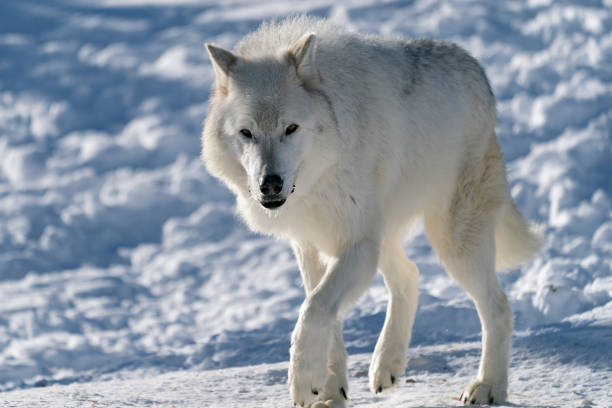 istock White Wolf in the snow CAPTIVE 1387096389