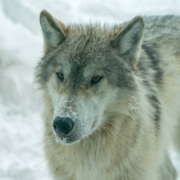 istock White and grey wolf in the snow.  CAPTIVE. 1387096499