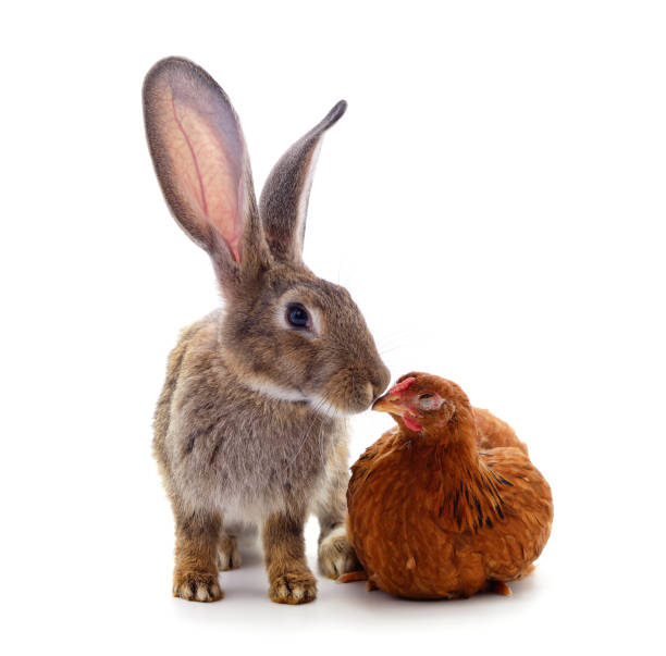 istock Gray rabbit kisses a little chicken. 1387096658