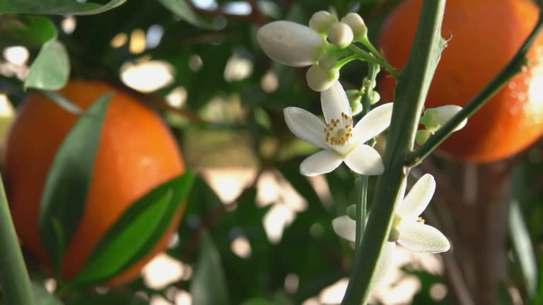 Orange Blossom Clips Orange Blossom Clips