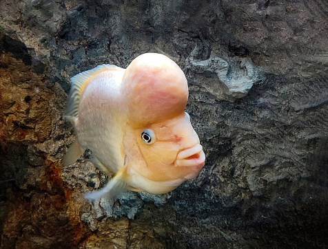 Close up of a flowerhorn fish with dark rock background in aquarium