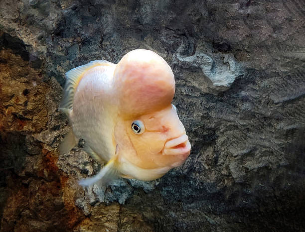 Flowerhorn Fish in Aquarium stock photo