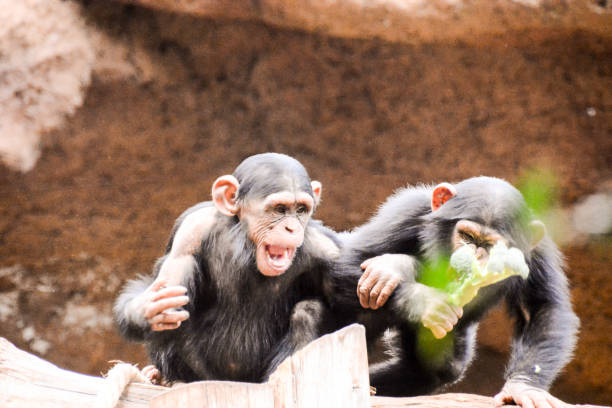 istock Black Chimpanzee Ape Mammal Animal 1387098963