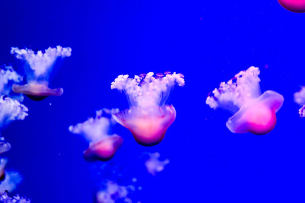 istock Jellyfish Dangerous Poisonous Medusa 1387098965