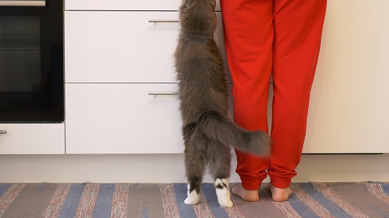 A beautiful fluffy gray cat stands up on its hind legs and reaches for the table where its owner is preparing food. Pets in the kitchen, feeding and caring for our cats