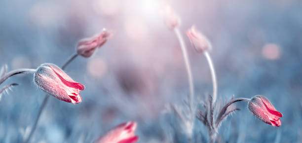 istock Wild pink tulips on blue background 1387101657