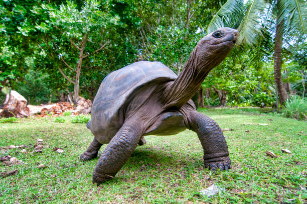 istock Aldabra giant tortoise 1387103723