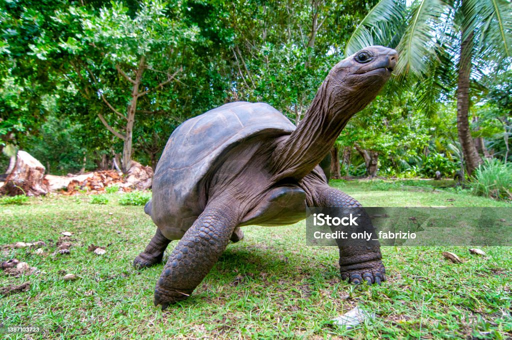 Aldabra giant tortoise Aldabra giant tortoise in Curiouse Island, Seychelles Aldabra Giant Tortoise Stock Photo