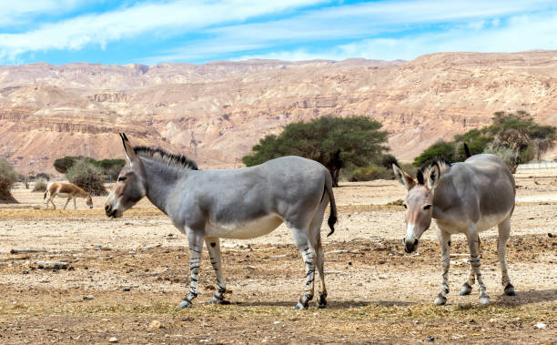 istock Somali wild donkey (Equus africanus) in nature reserve 1387103884