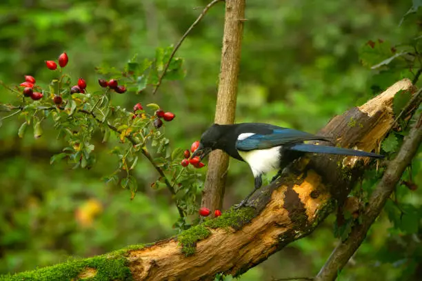 Magpie eating a rosehip berry