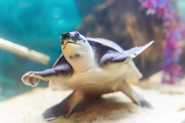 An isolated red-eared slider turtle upside down with human teeth looking anxious.