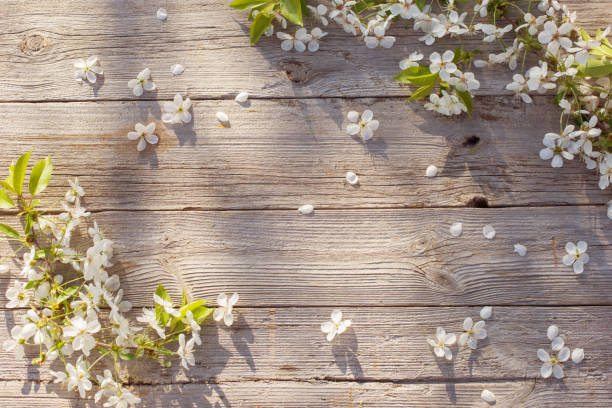 spring flowers on old wooden background