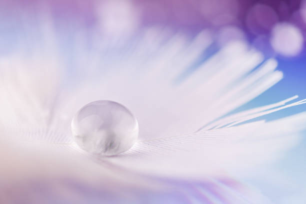 istock White bird feather with a transparent water drop close-up. 1387108159