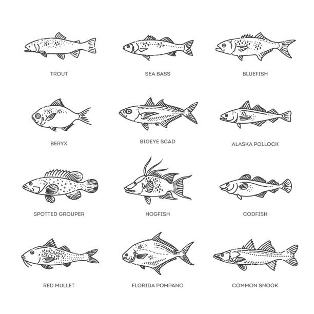 ilustraciones, imágenes clip art, dibujos animados e iconos de stock de conjunto de peces de agua salada. tipos de peces marinos y oceánicos - fish prepared fish fishing bass