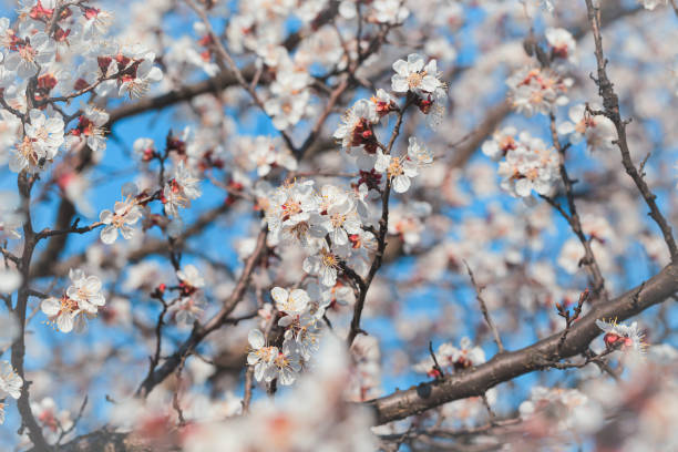 istock Blooming tree branch close up next to clear blue sky in a sunny spring day. 1387110884