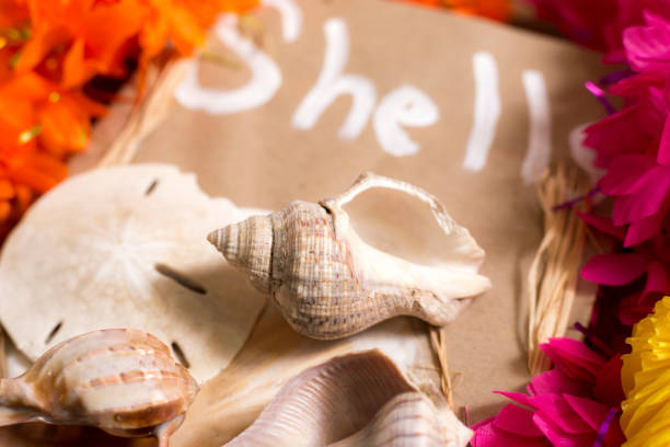 istock Vacation Holiday at the beach collecting sea shells. 1387110916