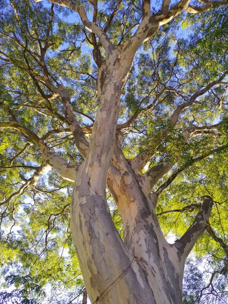 istock Caesalpinia leiostachya known as pau ferro, sunlit view from below. 1387112139