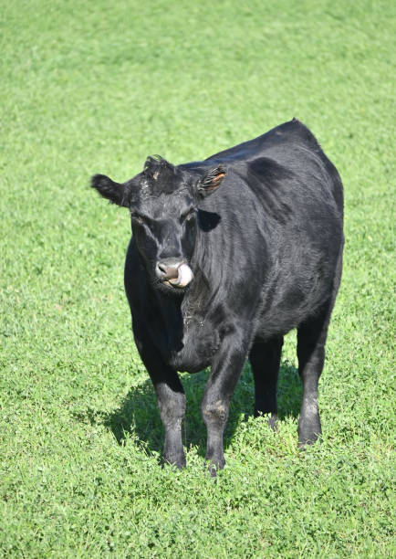 istock Cow Licking Nose 1387112225